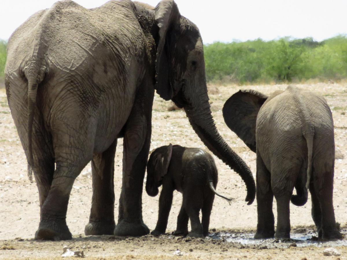 Etosha Safari Camping2Go Окаукуэджо Экстерьер фото